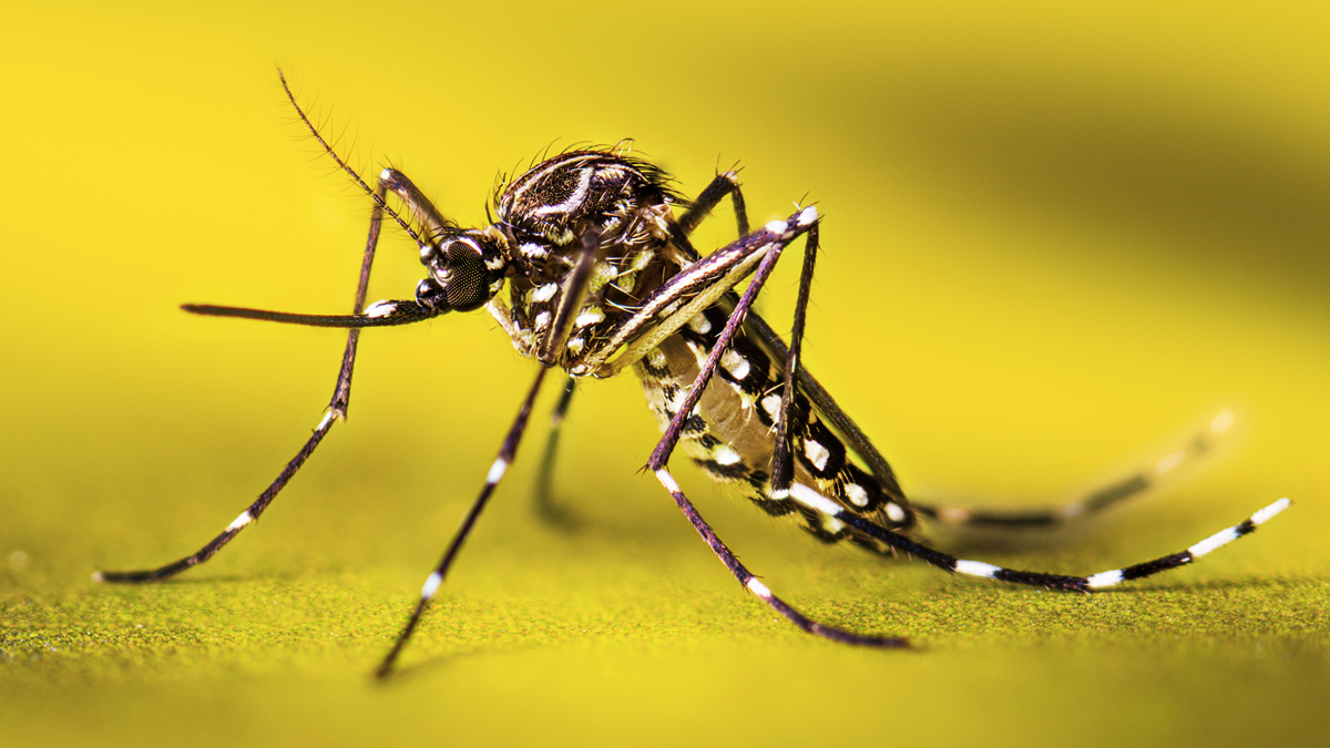 Mosqiuto Pest Control Service ft5nv6